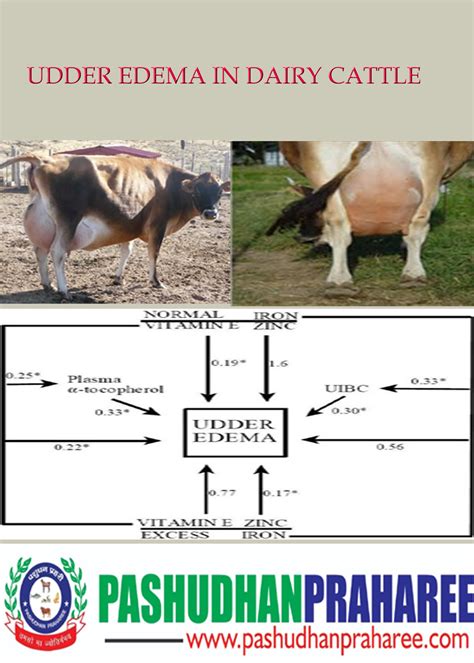 udder h|Overview of Udder Diseases in Cows .